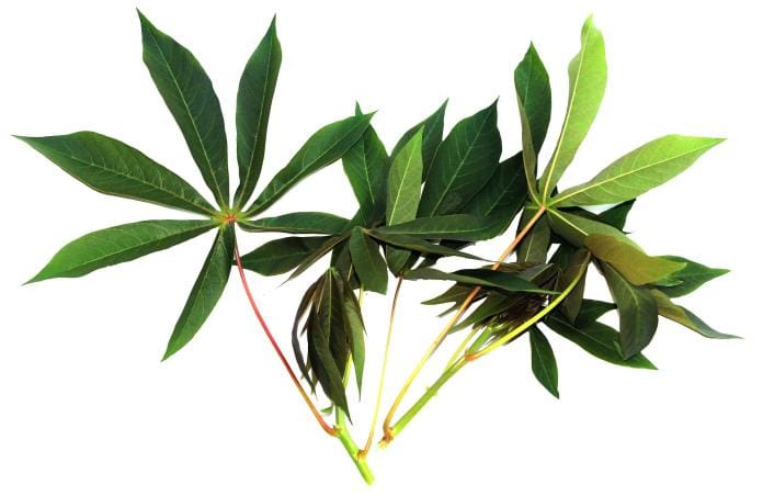 Daun Singkong